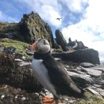 atlantic puffin at skellig michael 1