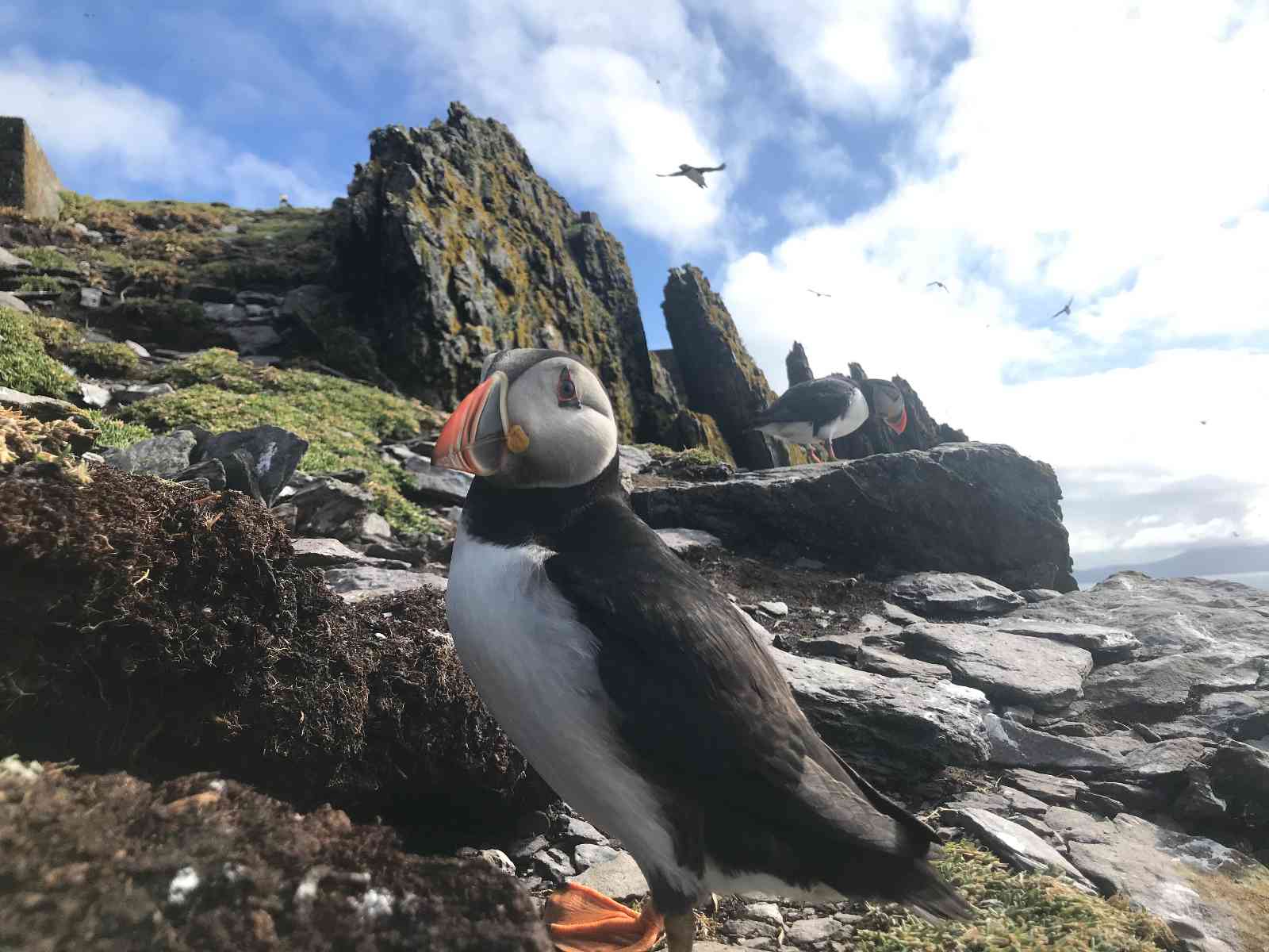 atlantic puffin at skellig michael 1