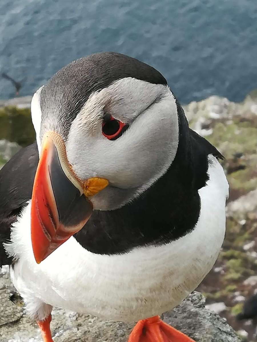 Atlantic Puffin Close Up Ireland