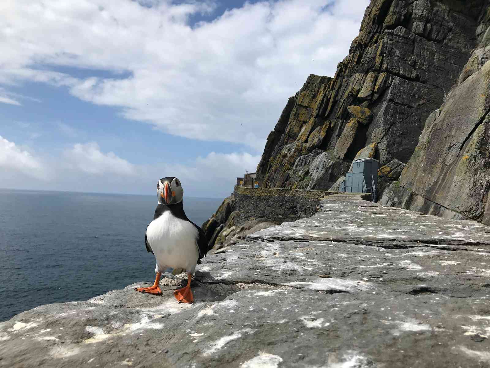 Puffin Portrait on Skellig Michael Island