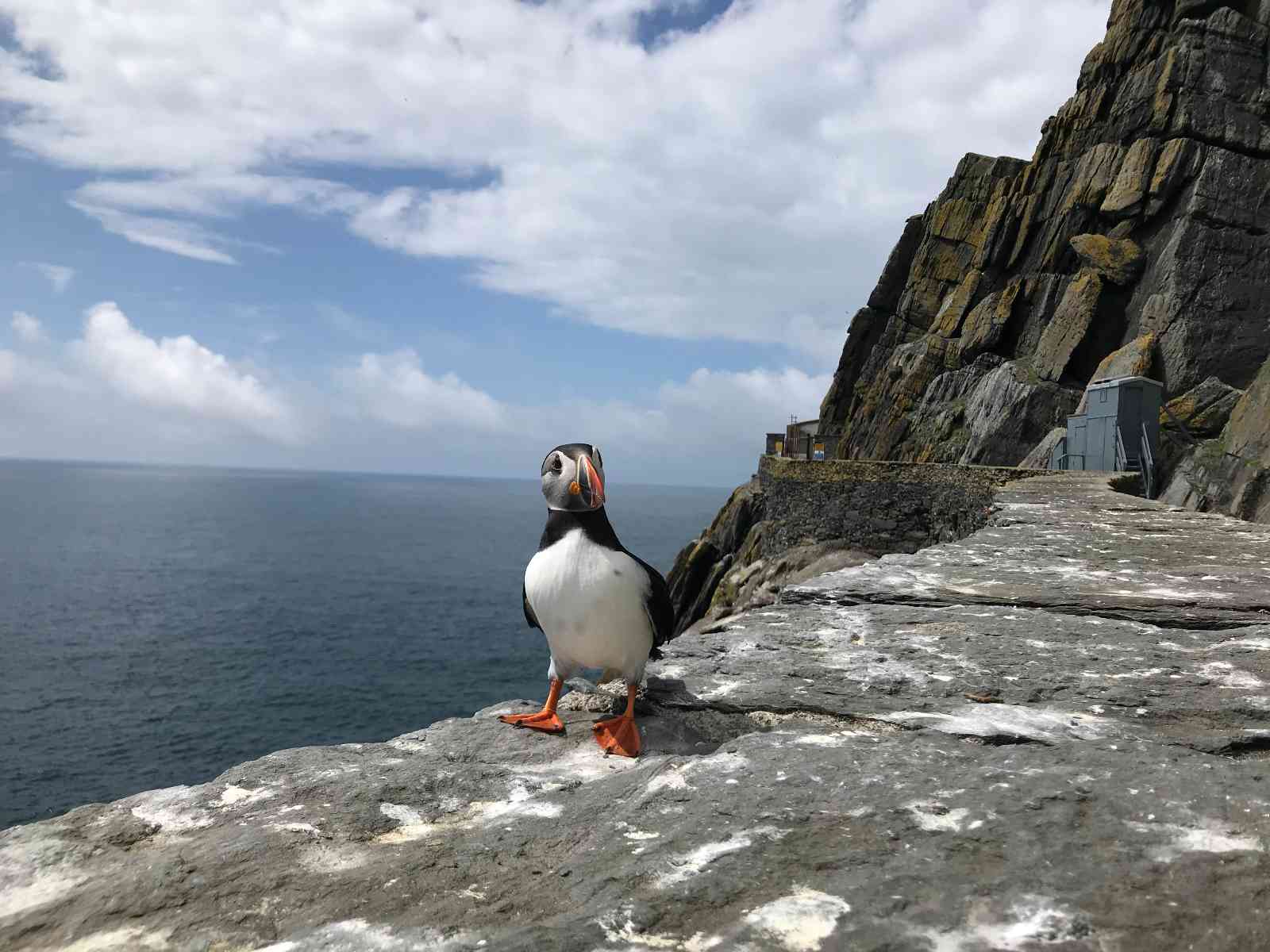 Puffin on Skellig Michael Island