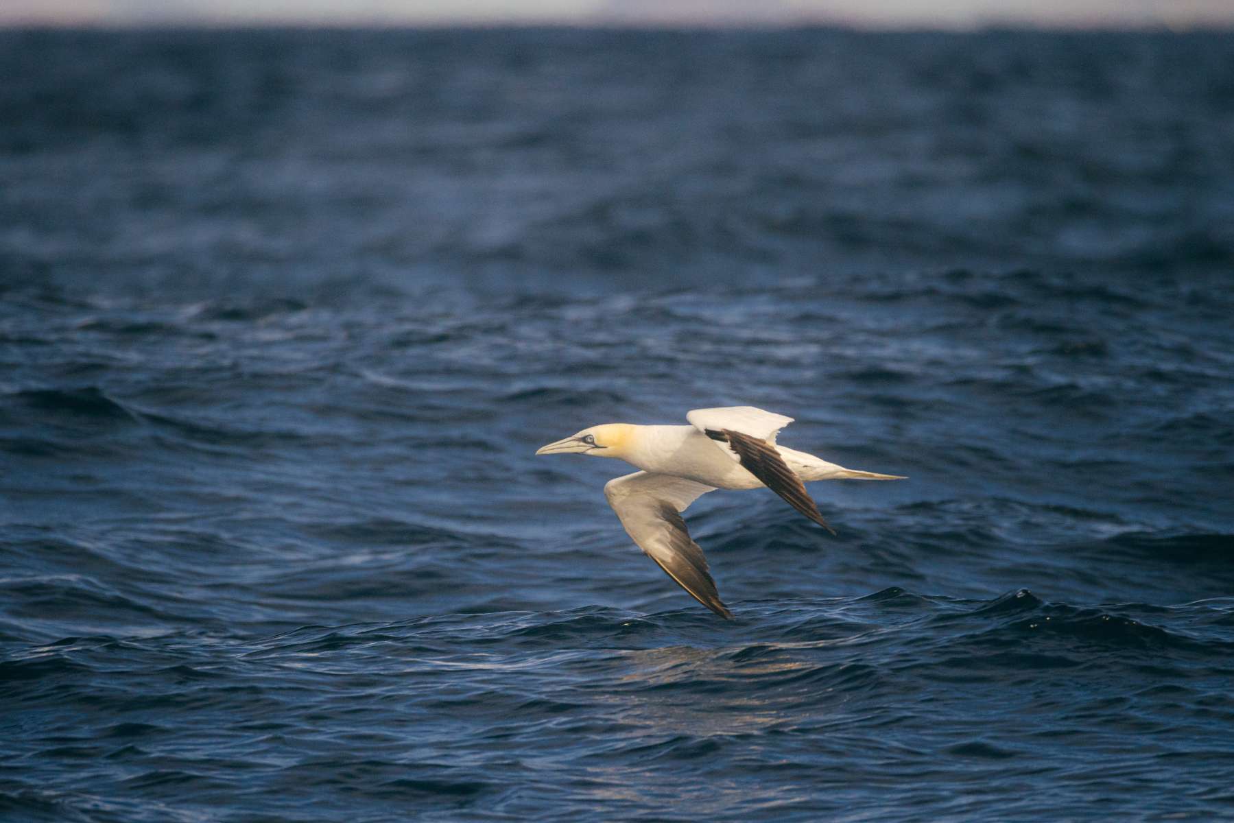 Gannet Bird at Skellig Michael Boat Tours