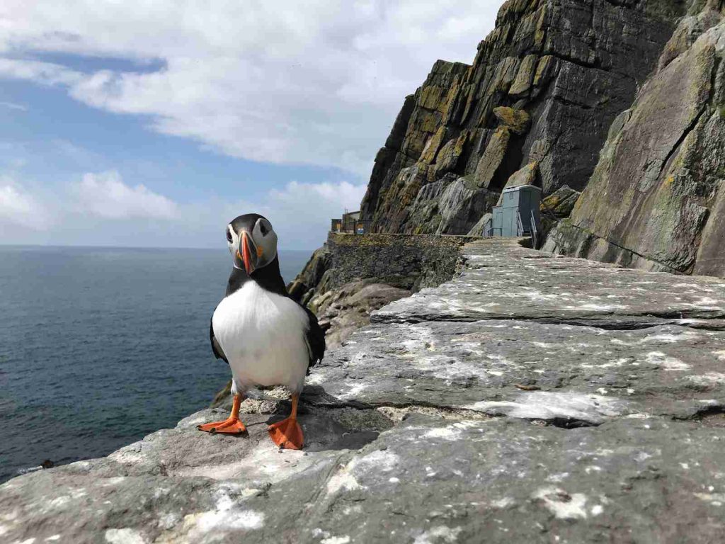 A puffin with orange feet on a rock slab on Skellig Michael