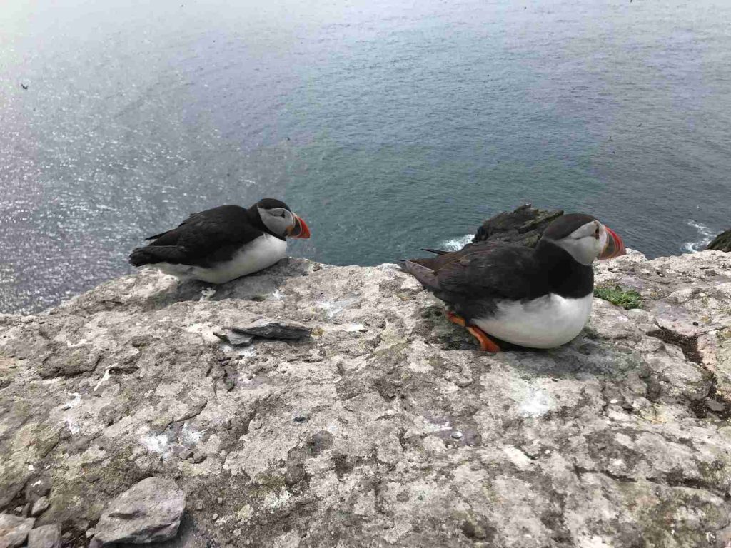 Two puffins resting on a rock above the sea
