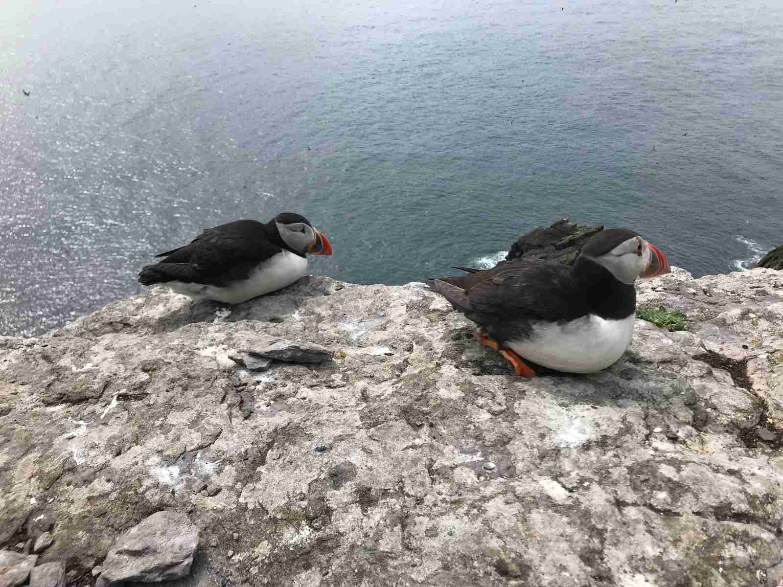 Two puffins resting on a rock above the sea