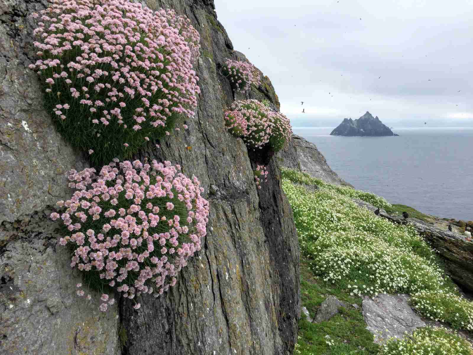 Pink thrift and flora on the rocky cliffs of Skellig Michael