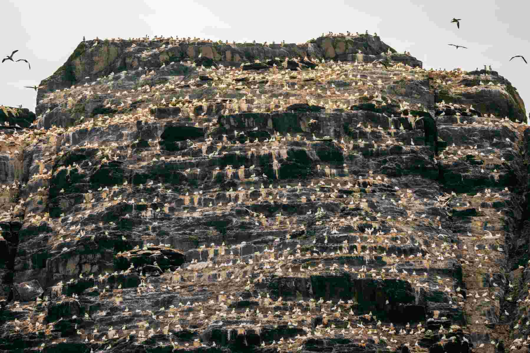 Skellig Michael: Gannets Nesting on Rocky Cliffs