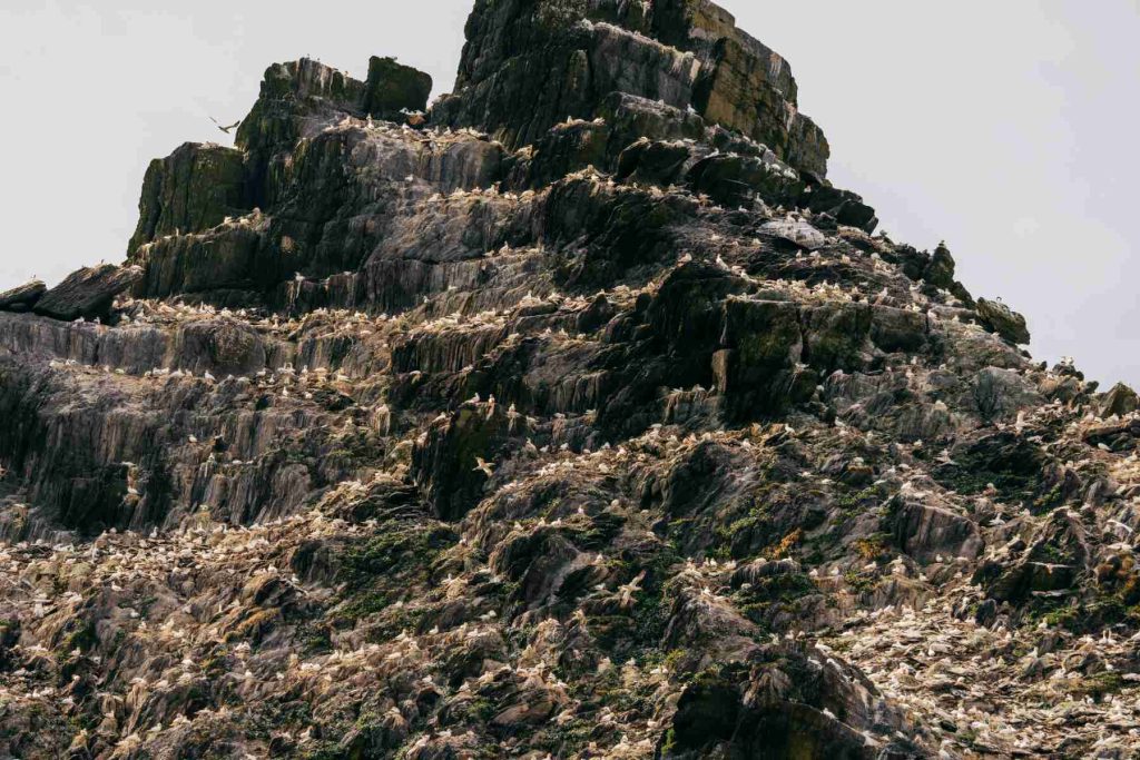 Gannets nesting on the cliffs of Little Skellig